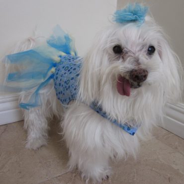 Dog clothing - Blue floral tutu dress,  matching hair clip, for party and special event