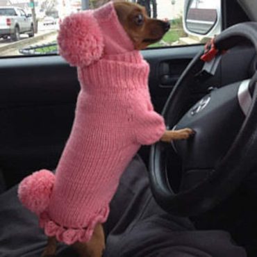 Dog sweater,dog clothes,chihuahua clothes, dog clothes with hat,sweater set with pom poms,clothing for dog. Dog Costume With Pom Pom.