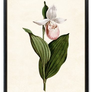 Pink Lady's Slipper Orchid Printable, Vintage Illustration, Botanical Wall Art INSTANT DOWNLOAD