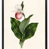 Print Up To 24x30 Inches Pink and White Lady's Slipper Orchid Printable, Vintage Illustration, Wall Art Print Instant Digital Download