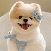 Made in Korea Dog Hair Clip, Cute Hair Accessory for dog, Pet Clothing, Cat Hair Clip, Dog clothes, Pet Clothing, Pet Accessories