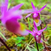 Fairy Slippers (Calypso bulbosa) Orchid - Digital Download