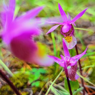 Fairy Slippers (Calypso bulbosa) Orchid - Digital Download