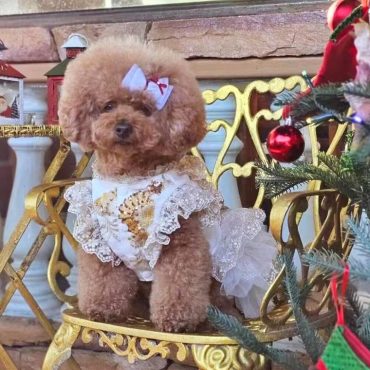 Wedding Dog Dress, Sparkling Champagne Flower Tutu Dress for Dogs and Cats, Princess Costume Large Dog Birthday Outfit Custom Pet Clothes