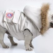 Canada goose style designer dog jacket