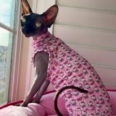 Sphynx Cat Shirt  Sphynx Cat Clothes Hairless Cat Clothes Sphynx Cat Jumper Sphynx Cat Sweater Sphynx Shirt Hairless Cat Shirt bambino shirt