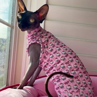 Sphynx Cat Shirt  Sphynx Cat Clothes Hairless Cat Clothes Sphynx Cat Jumper Sphynx Cat Sweater Sphynx Shirt Hairless Cat Shirt bambino shirt