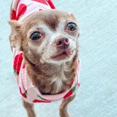 Strawberry Pet shirt, dog clothes, small dog tops, dog tee, pet apparel