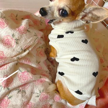 Hearts ribbed Pet shirt, dog clothes, small dog tops, dog tee, pet apparel