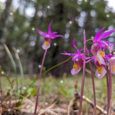Calypso bulbosa (Fairy Slippers) naturally growing in the Rocky Mountains in June on the western slope in Colorado