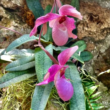 digital art download, printable image of a pink lady slipper, wildflower painting of a beautiful woodland orchid