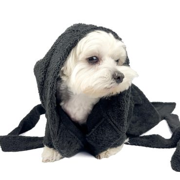 Handmade terry dog bathrobe|dog robe|pet clothing|dog towel coat| handmade dog clothing|dog bathrobe|dog spa apparel|dog towel robe|dog bath