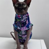 Beetlejuice Top Pet Clothing - Handmade & Handpicked Fabric - Sphynx Cat Jumper