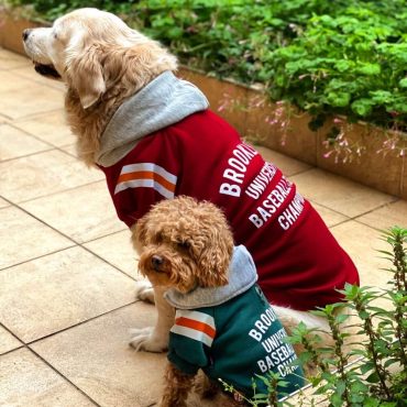 Dog Clothe - Dog Sweatshirt - For small, medium, and large breed dogs. (0-40kg) - Dog Clothing - SalyaStoreCo