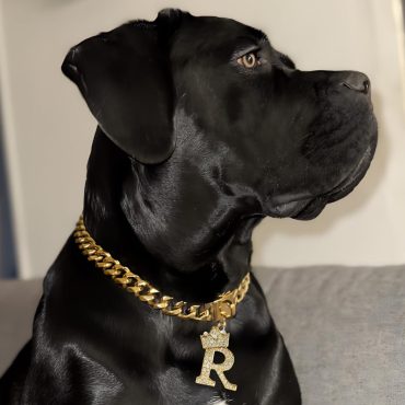 Cuban Link Dog Chain,Custom Dog Chain,Dog Collar Necklace,Gold Dog Cuban Link Chain,Pet Chain Necklace,Dog Gift,Dog Birthday Gifts