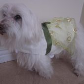 Dog clothing - Holiday dress with waist tie and bow