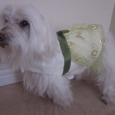 Dog clothing - Holiday dress with waist tie and bow